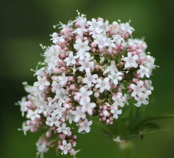 Sleep Herbs Explained: Valerian, Passionflower, Hops & More