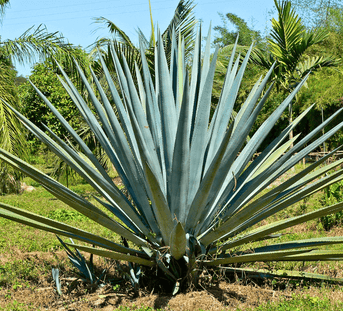 Gosulin Agave: A Natural Ingredient Revolutionising Anti-Ageing Skincare