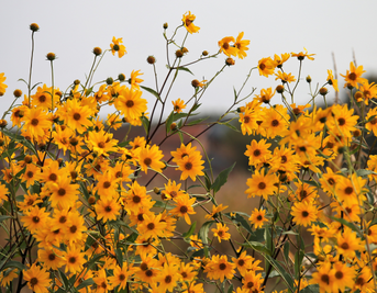 Arnica: The Herbal Superstar for Bruises, Sprains, and Muscle Soreness