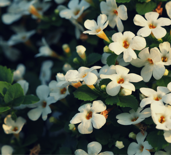 Boosting Cognitive Performance with Bacopa Monnieri