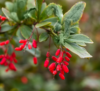 Berberine: Exploring Its Potential Health Benefits