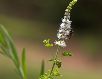 Harnessing the Power of Black Cohosh for Menopause Symptoms