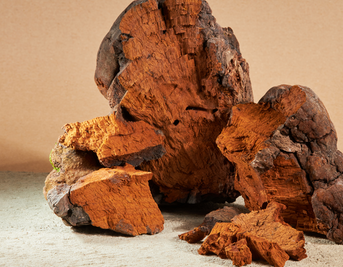 Menopause and Hormonal Balance: The Role of Medicinal Mushrooms