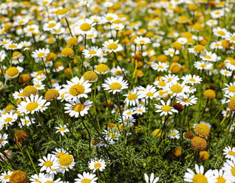 Exploring the Benefits of Chamomile: A Calming Herb for Supporting Wellbeing