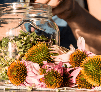 Echinacea for thrush (candida)