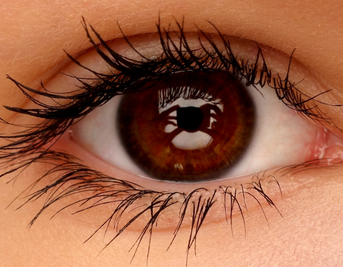 Herbs for Eye Health