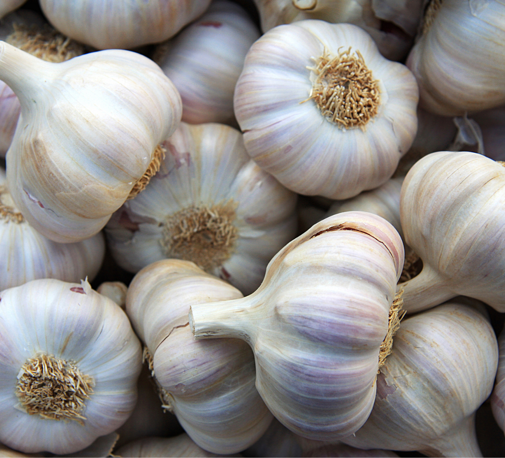Ten Interesting Things about Garlic — Napiers