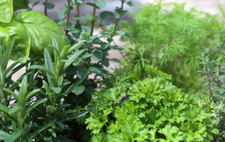 10 Herbs & Spices For Better Health
