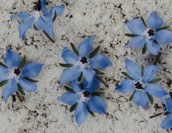 What Are The Benefits of Incorporating Starflower Products Into Your Daily Routine?
