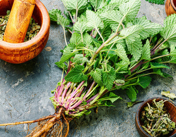 Lemon Balm Dreams: The Herb for a Restful Night of Sleep