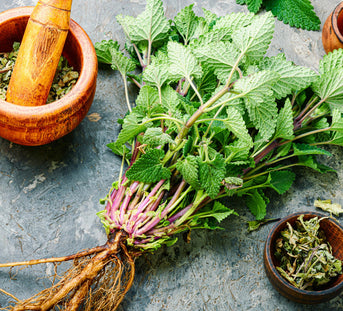 Lemon Balm Dreams: The Herb for a Restful Night of Sleep