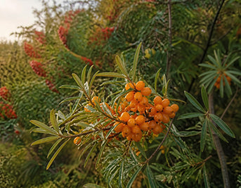 Why Are Sea Buckthorn and Berry Oils So Good for Your Skin?