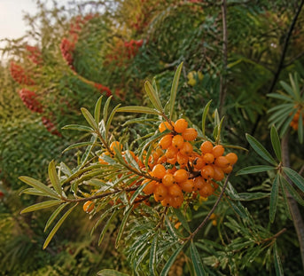 Why Are Sea Buckthorn and Berry Oils So Good for Your Skin?