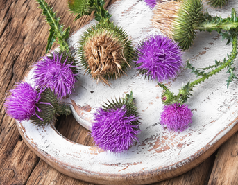Unveiling the Potential of Milk Thistle for Liver Health