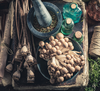 10 Questions About Mushroom Tinctures Answered