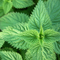 Pollen Watch and the Virtues of Nettle