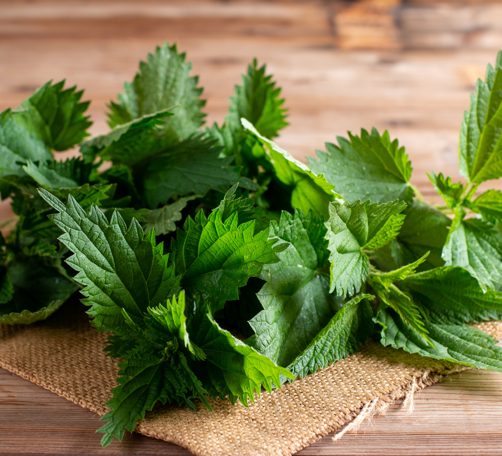 Boosting Iron Levels During Pregnancy with Nettle Infusions