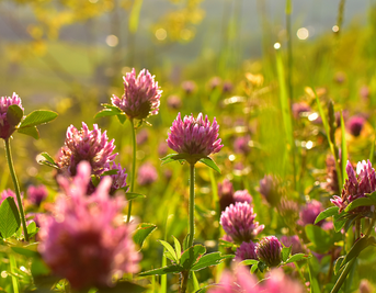Red Clover For Menopause: How To Incorporate Into Your Routine