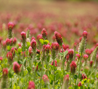 Red Clover For Menopause: How To Incorporate Into Your Routine