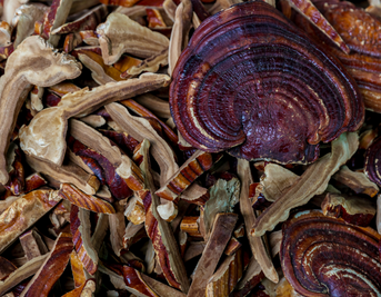 Reishi Mushroom and Immunity
