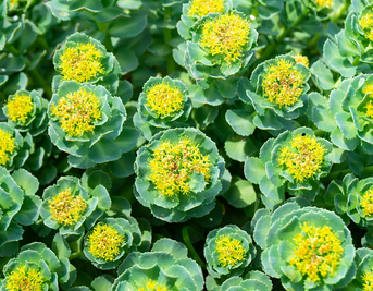 Rhodiola Rosea for Stress and Fatigue