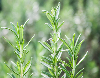 The Memory-Boosting Herb