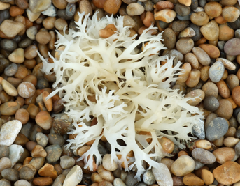Sea Moss: The Superfood With Surprising Health Benefits