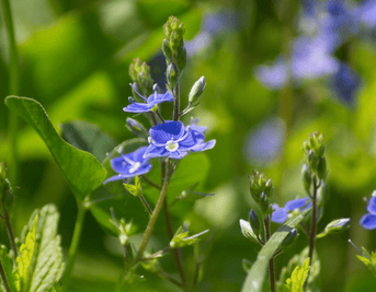 Scottish Speedwell, a new botanical for anti-aging