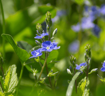 Scottish Speedwell, a new botanical for anti-aging