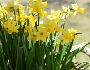 Put a Spring in Your Step