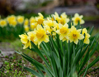 Herbal Spring Cleanse: A Natural Reset for Body and Mind