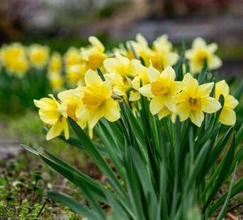 Herbal Spring Cleanse: A Natural Reset for Body and Mind