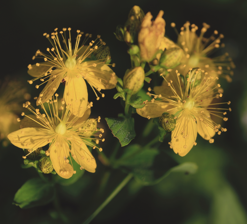 St. John's Wort and Menopause: A Natural Mood Booster?