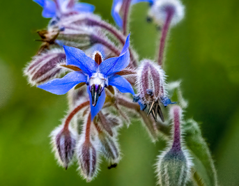 The Science Behind Starflower