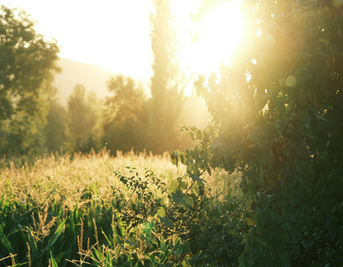 Herbs for Summer Health