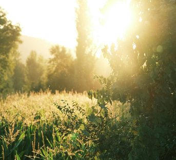 Herbs for Summer Health