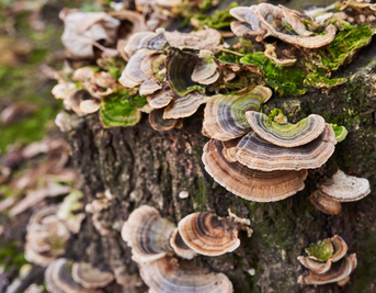 Gut Instinct: Turkey Tail To Support Digestive Health