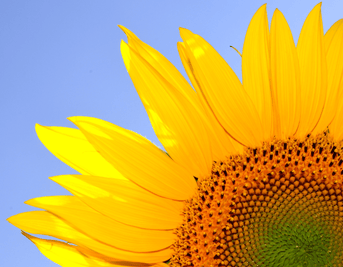 Vitamin D, the Sunshine Vitamin