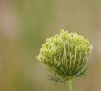 Herbal Contraceptives