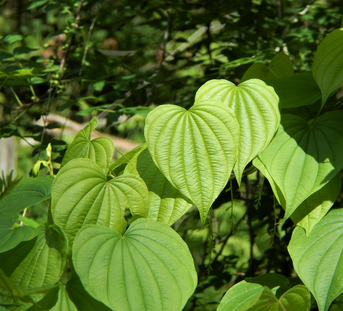 Finding Relief Naturally: How Wild Yam Can Alleviate Menopausal Symptoms