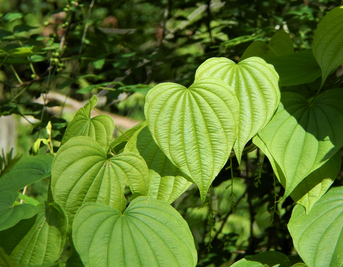 Finding Relief Naturally: How Wild Yam Can Alleviate Menopausal Symptoms