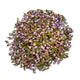 Dried heather flowering tops showing purple and green buds ready for herbal infusion