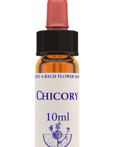 Chicory 10ml