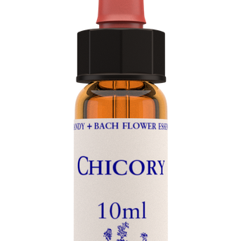Chicory 10ml