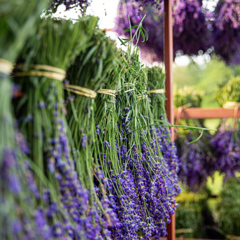 Napiers Fresh Lavender Bunch