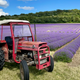 Napiers Fresh Lavender Bunch