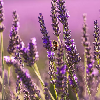 Napiers Fresh Lavender Bunch