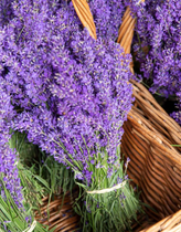 Napiers Fresh Lavender Bunch