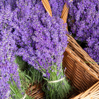 Napiers Fresh Lavender Bunch