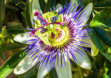 files/Passionflower_d6f44065-a54e-4ca8-8776-71fbd223e9cd.jpg